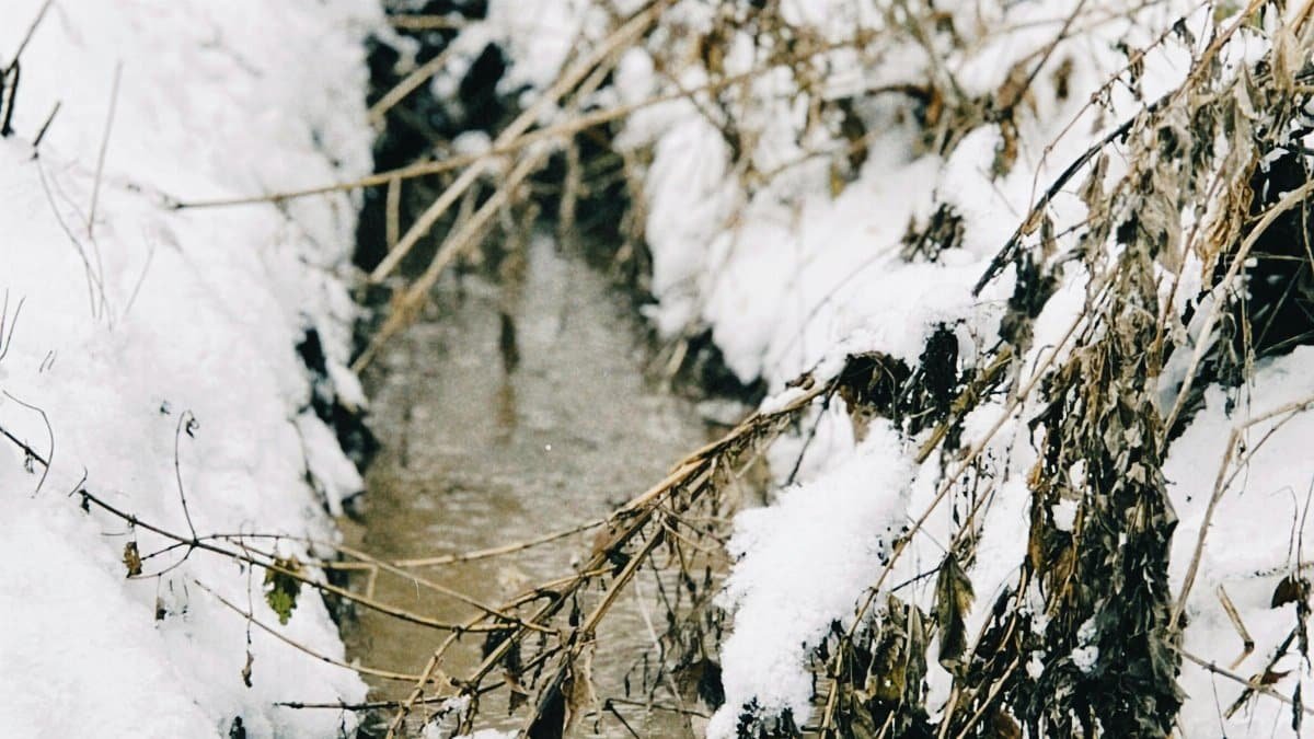 A serene view of a snowy stream surrounded by winter foliage in Talgar, Almaty Region, Kazakhstan. via Pexels