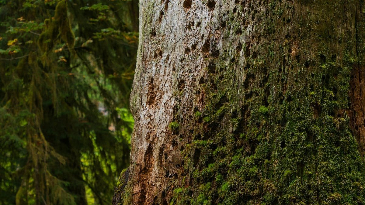 Close-up of a moss-covered tree trunk in the dense Olympic National Park rainforest. via Pexels