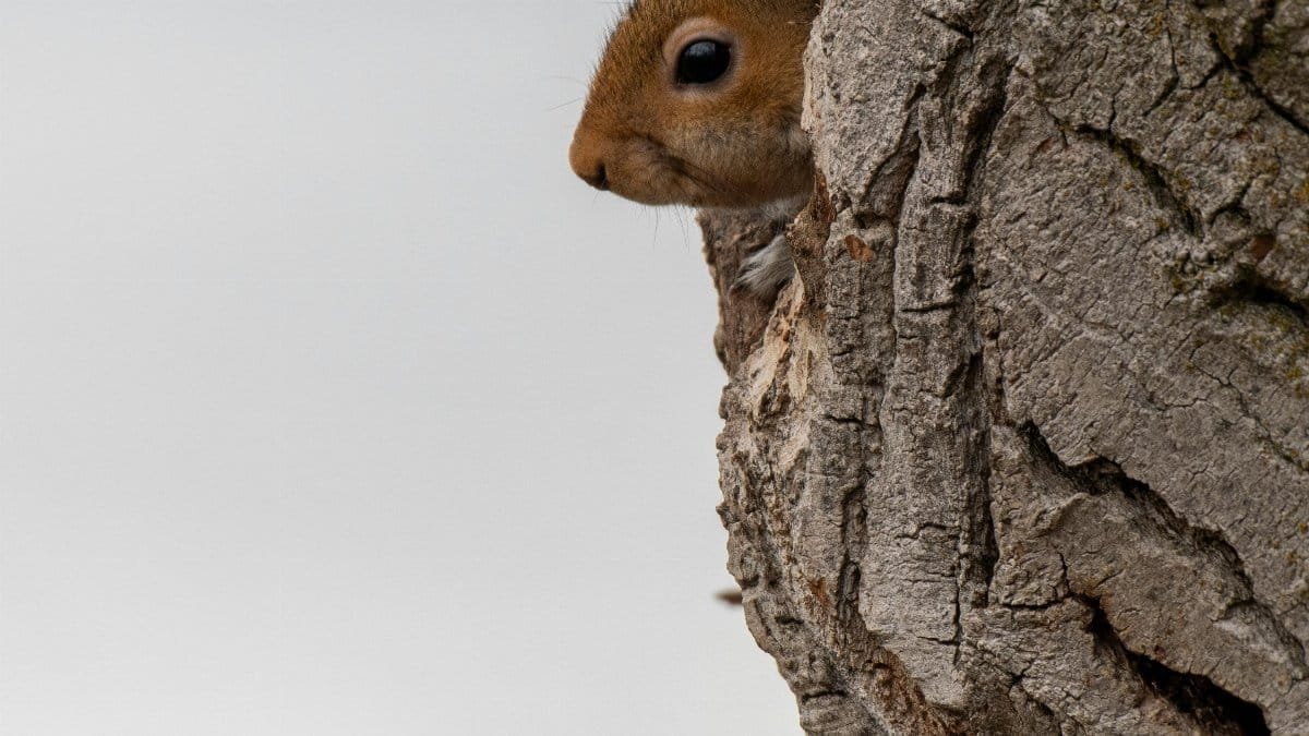 A curious chipmunk peeking out from tree bark in a winter setting, East Wenatchee, WA. via Pexels