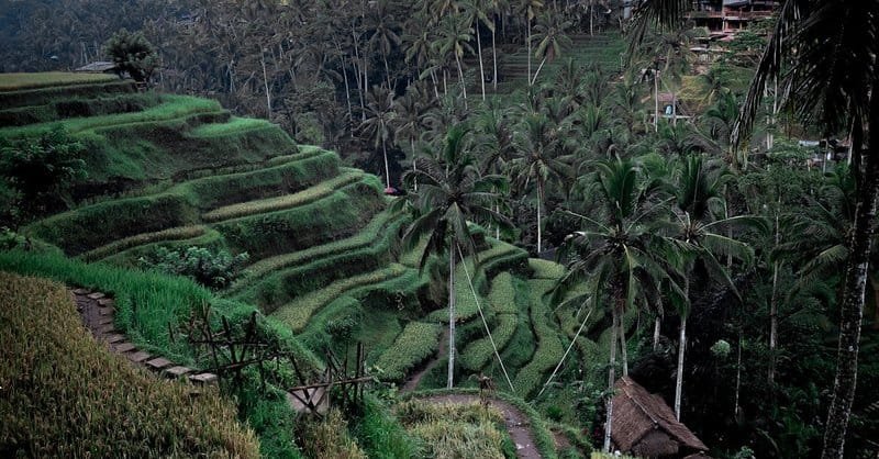 Bali, Indonesia (Ubud)