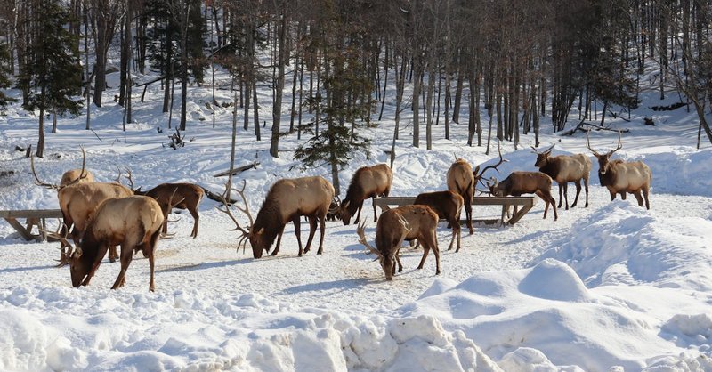 Canada (Stockbridge, Quebec)