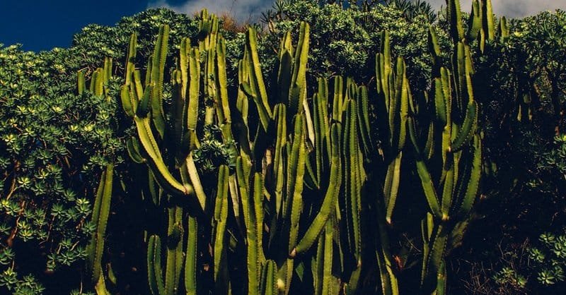 Costa Rica (Nicoya Peninsula)