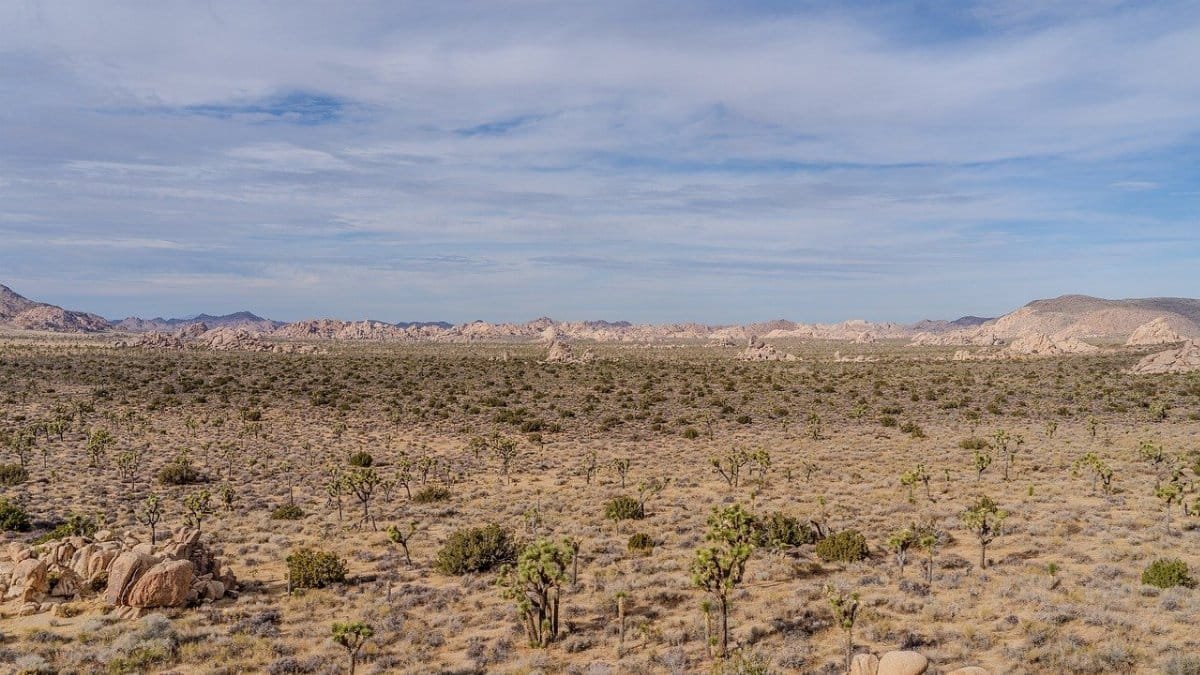 desert, sand, arid, joshua tree, landscape, landscape, landscape, landscape, landscape, nature, landscape via Pixabay