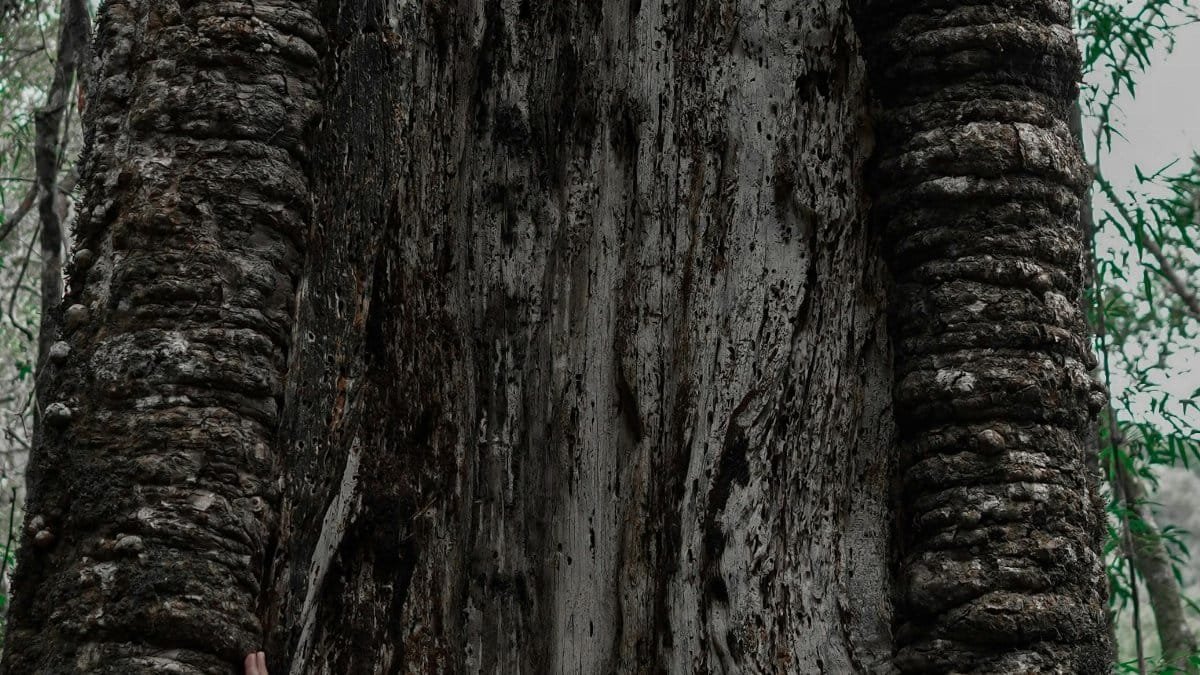 A woman in a plaid shirt with arms raised in admiration of a massive tree, symbolizing a deep connection with nature. via Pexels