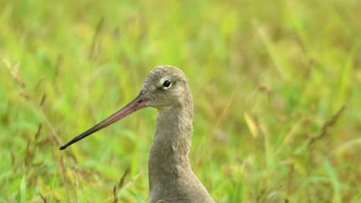 A long-billed bird standing gracefully in a vibrant green field in Ahmedabad, India. via Pexels