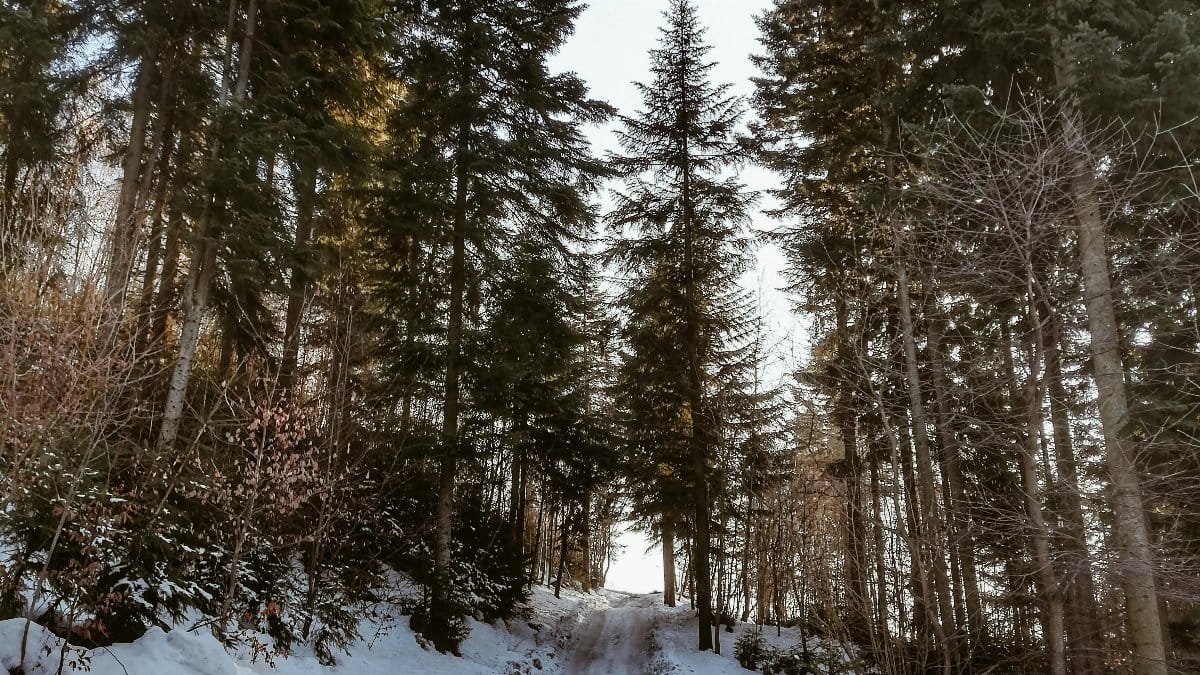 A tranquil snowy path through a winter forest in Milówka, Poland. via Pexels