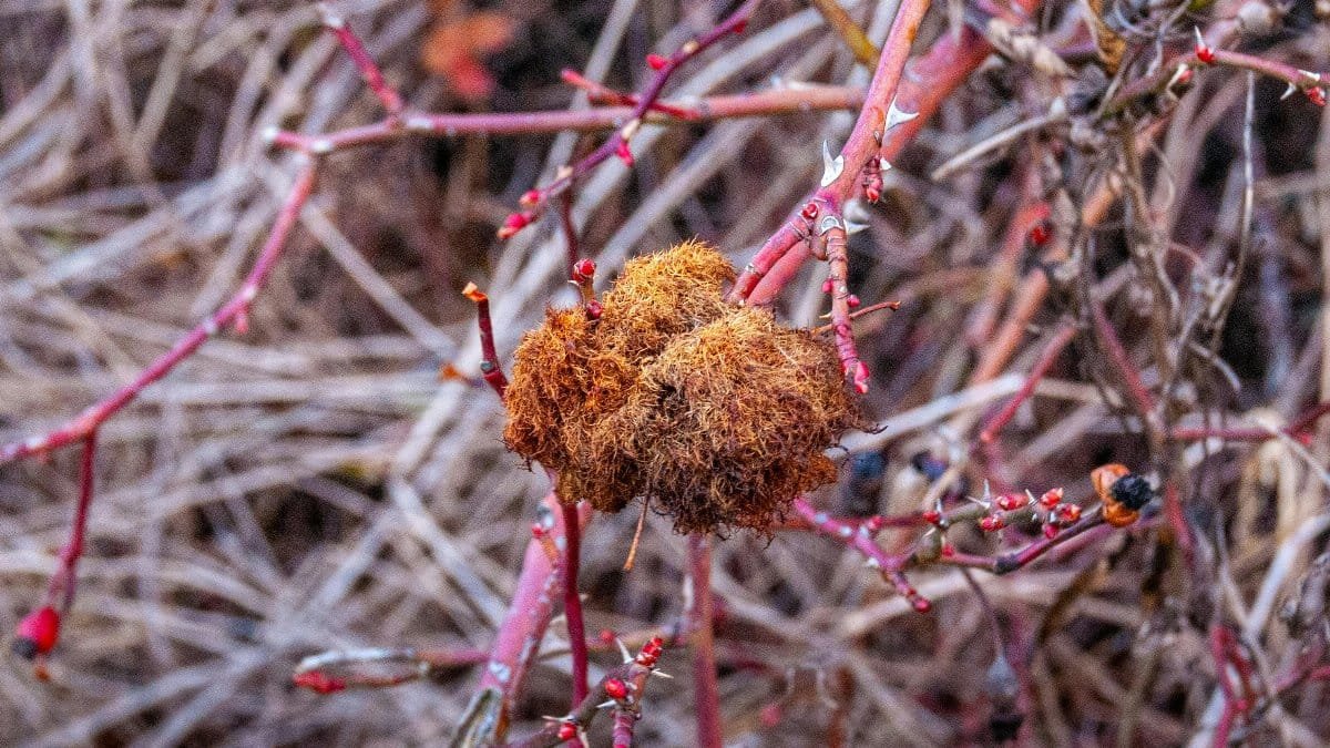 Detailed macro shot of a wild plant gall on thorny branches outdoors. via Pexels