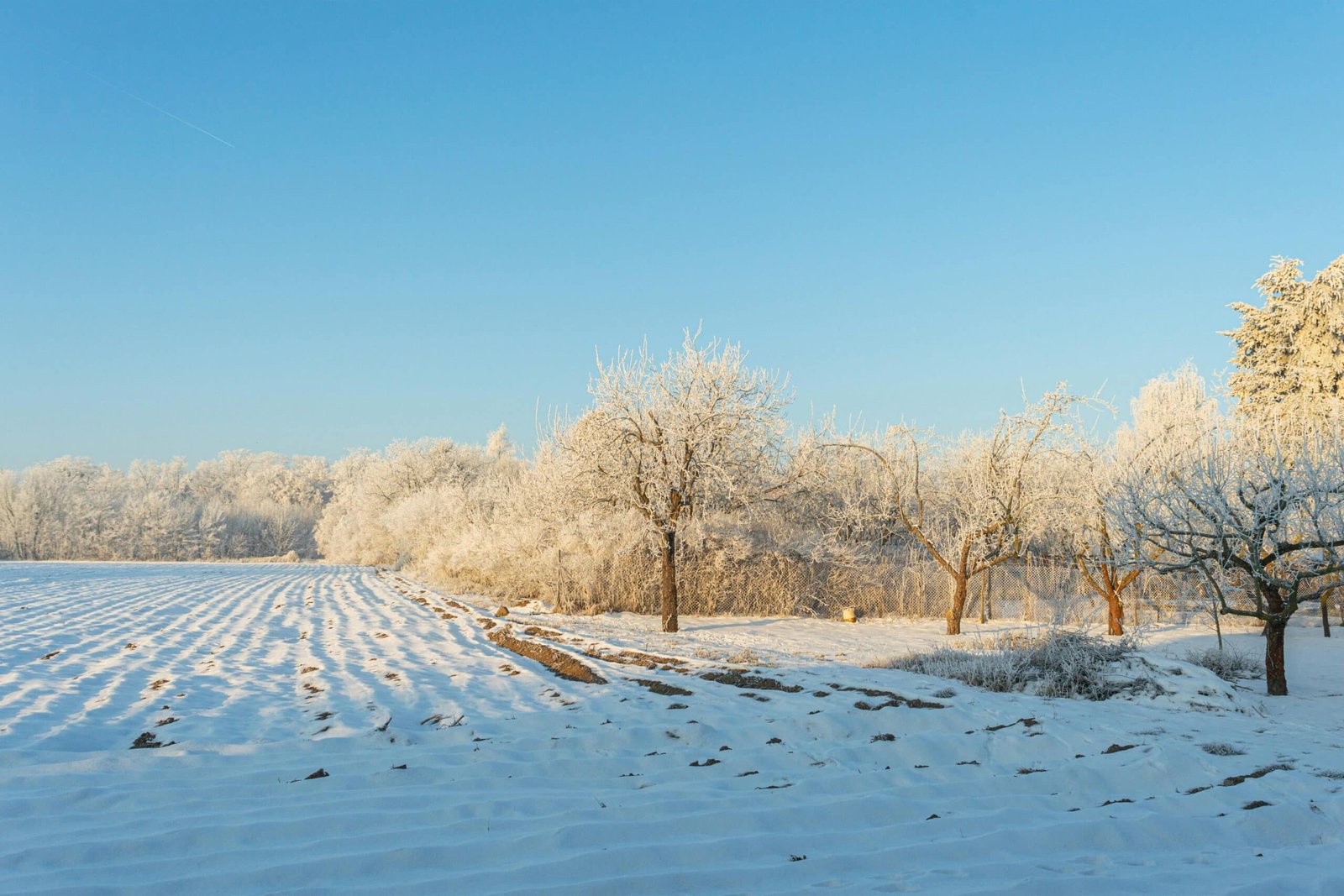 Snowy winter orchard in poland