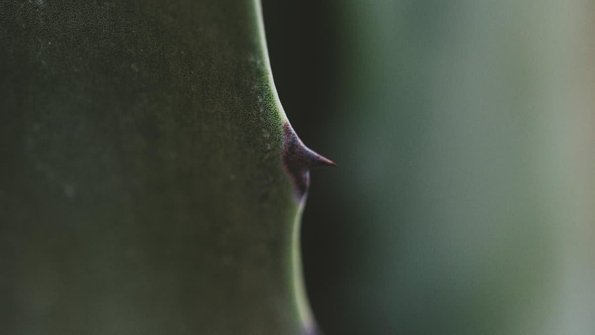 Close-up view of a succulent cactus showcasing sharp spines and rich green hues. via Pexels