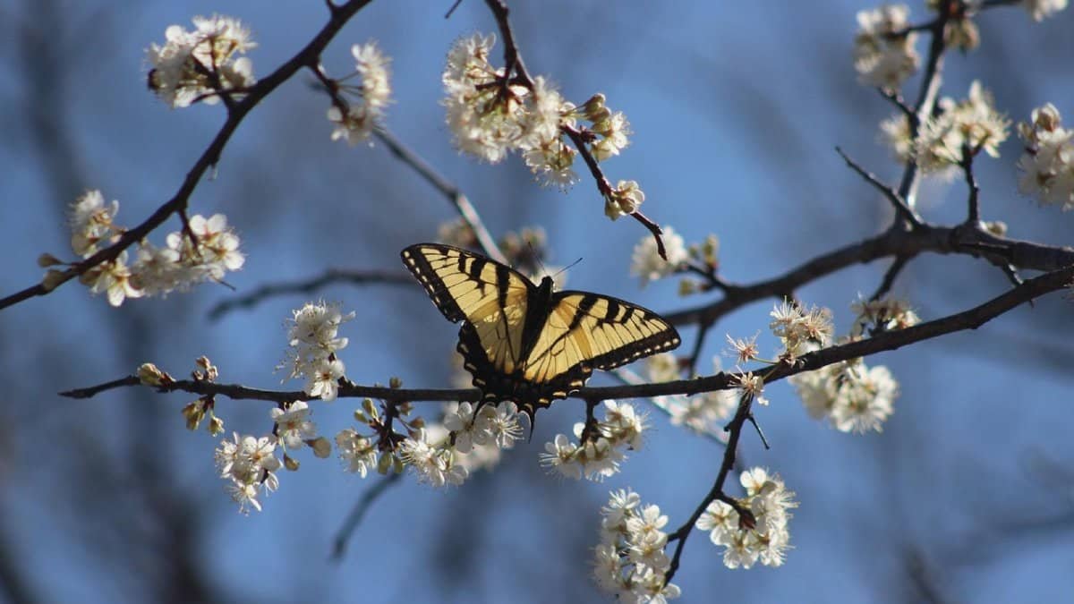 swallowtail, butterfly, insect, flower wallpaper, flower, wings, plant, flower background, garden, nature, beautiful flowers, outdoors, spring, texas, closeup, nature, spring, spring, spring, spring, spring, texas via Pixabay