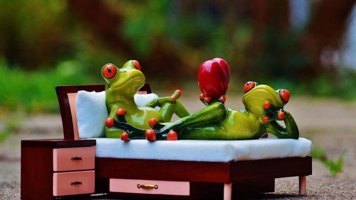 frog, nature, in love, bed, bedside table, heart, figure, fun, cute, love, lie, couch, valentine's day, animal, together, togetherness, frog, frog, frog, frog, in love, in love, bed, bed, bed, bed, bed, bedside table, bedside table, bedside table, heart, heart, heart, heart, heart, fun, love, love, love, lie, couch, couch, couch, couch, valentine's day, valentine's day, valentine's day via Pixabay