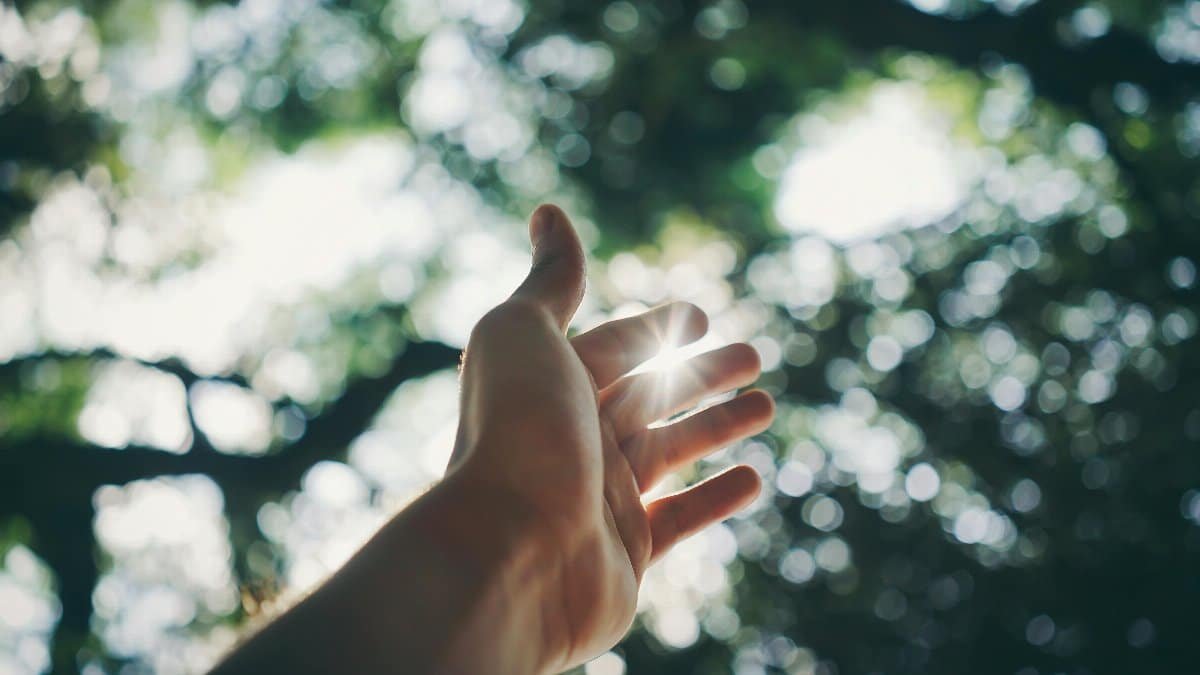 A hand reaching towards the sky, capturing sunlight in a lush forest setting. via Pexels