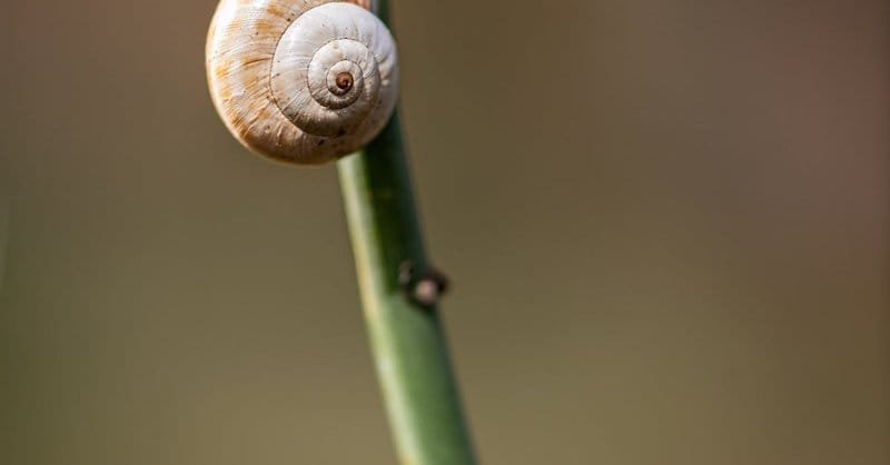 A detailed close-up of a small snail on a bamboo stalk, set against a soft blurred background. via Pexels