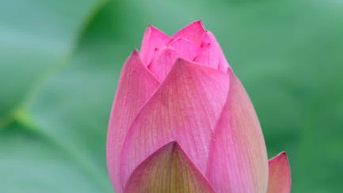 Close-up of a pink lotus bud against vibrant green leaves, symbolizing tranquility and purity. via Pexels