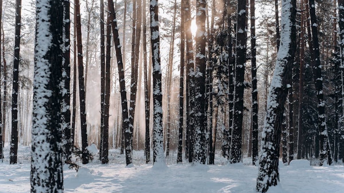 A tranquil snowy forest in Minsk, Belarus with sunlight filtering through the trees. Perfect winter scenery. via Pexels