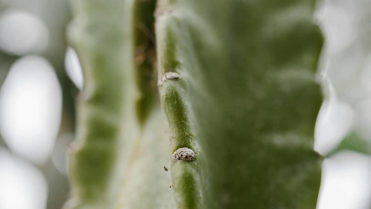 Detailed view of cactus spines showcasing natural texture in a botanical setting. via Pexels