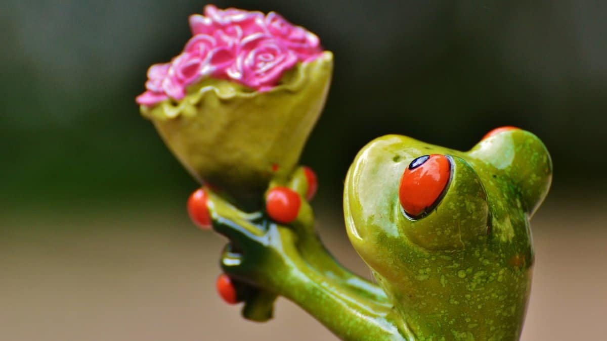 i beg your pardon, beautiful flowers, excuse me, frog, cute, fun, flower background, flower, flower wallpaper, nature, gift, congratulation, affection, love, valentine's day, roses, pardon via Pixabay