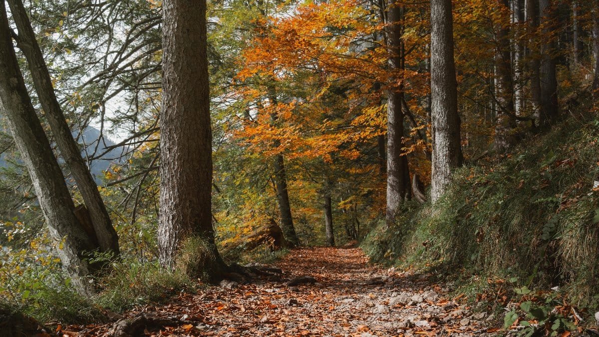 Tranquil autumn forest path in Eisenerz, Austria. Perfect for nature lovers and hikers. via Pexels