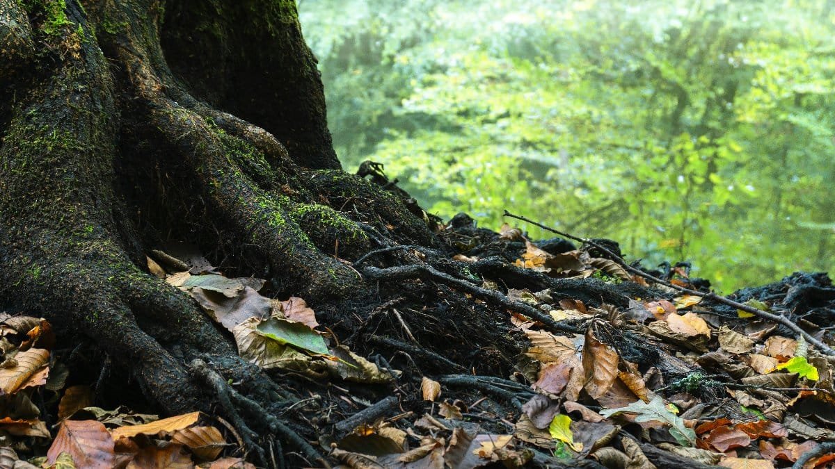 A close-up view of a mossy tree root surrounded by dry leaves in a tranquil forest. via Pexels