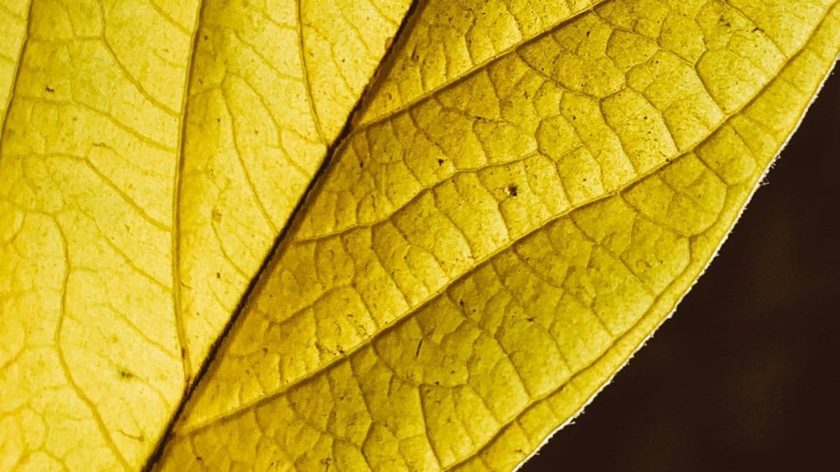 Detailed macro shot of a yellow leaf showcasing natural texture and veins. via Pexels