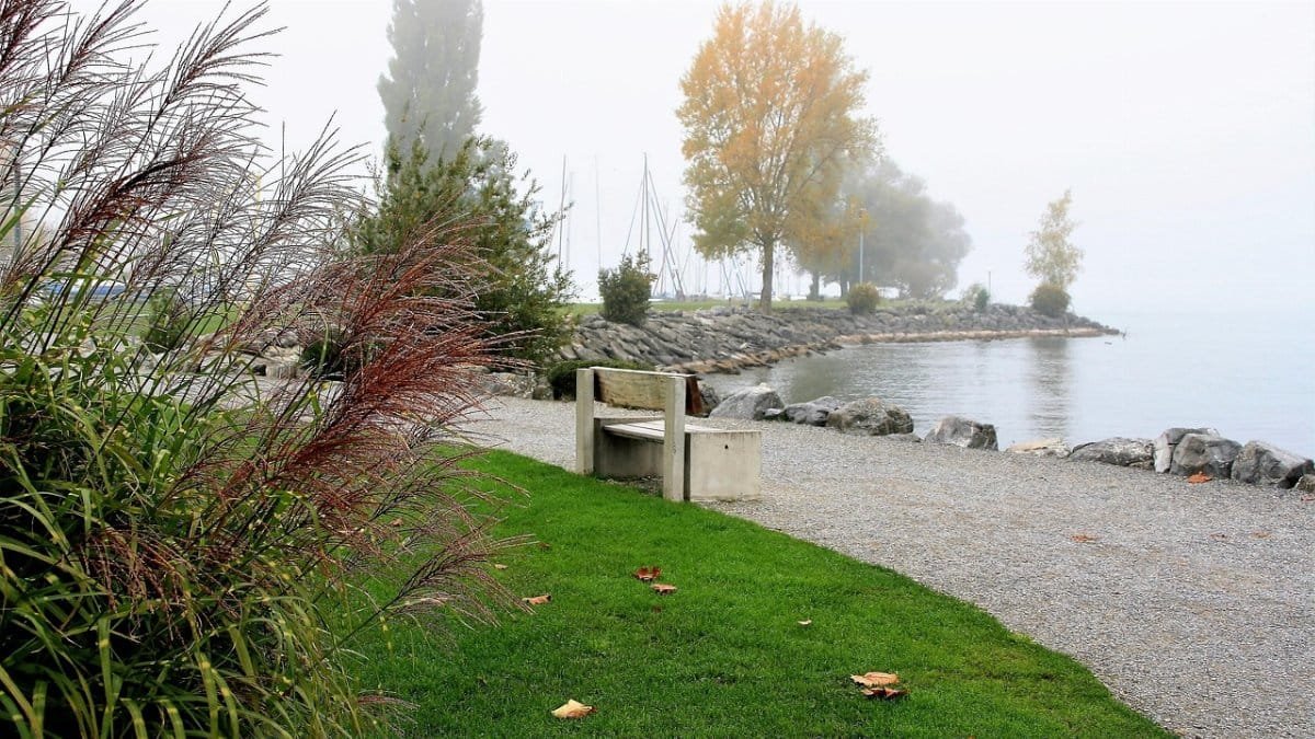 bench, lake, autumn, morning fog, dawn, leaves, nature, the path, fresh air, beach, bodensee, fresh air, fresh air, fresh air, fresh air, fresh air, beach via Pixabay