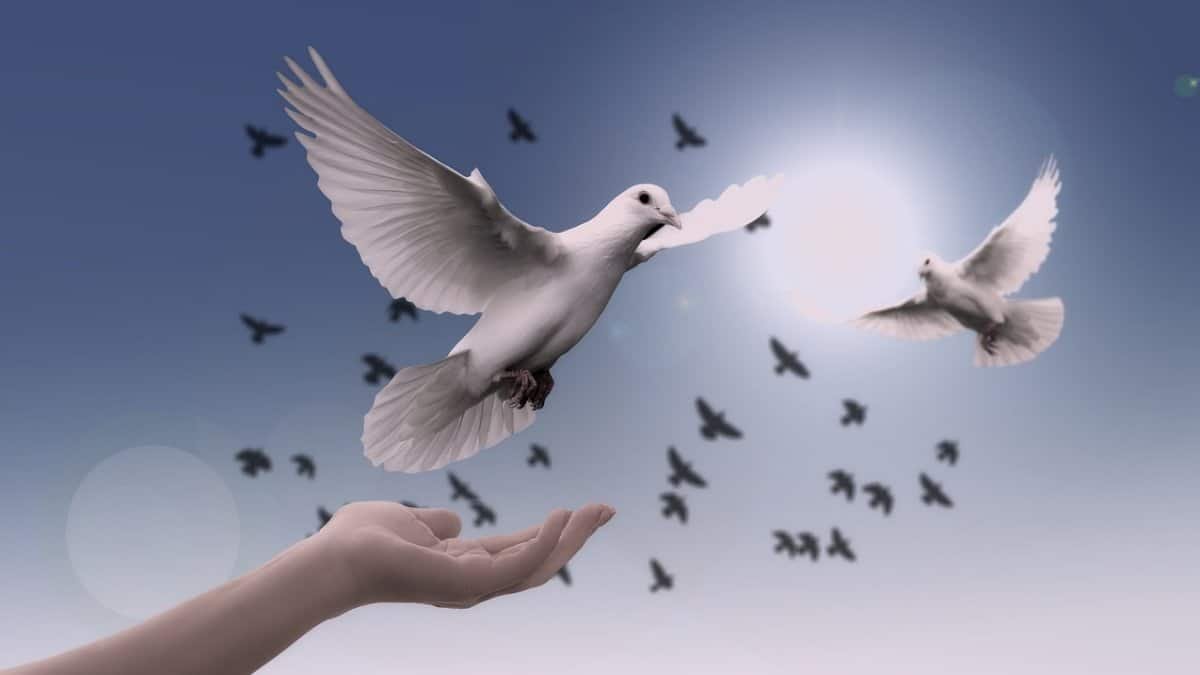 christmas background, dove, peace, freedom, birds, nature, faith, spirituality, trust, prayer via Pixabay