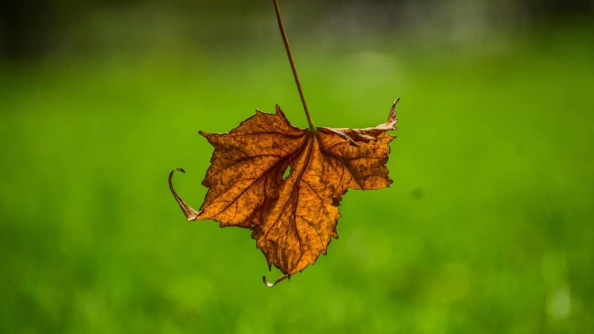 dry leave, final, yellow, park, nature via Pixabay