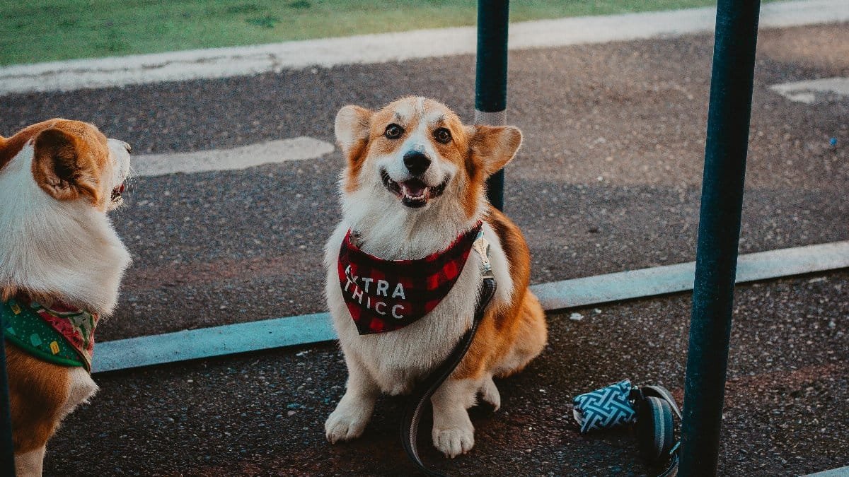 Two playful Corgis with trendy bandanas sit outdoors, exuding charm. via Pexels