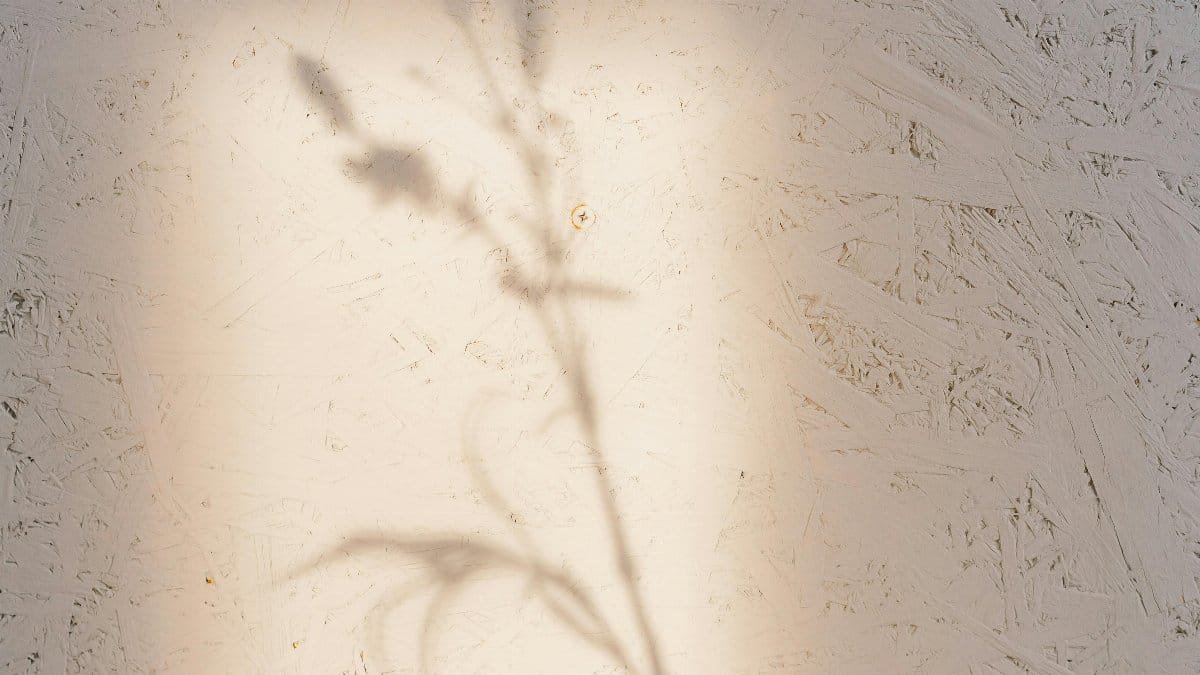 A subtle shadow of a flower cast on a textured wall, creating a calm and artistic ambiance. via Pexels