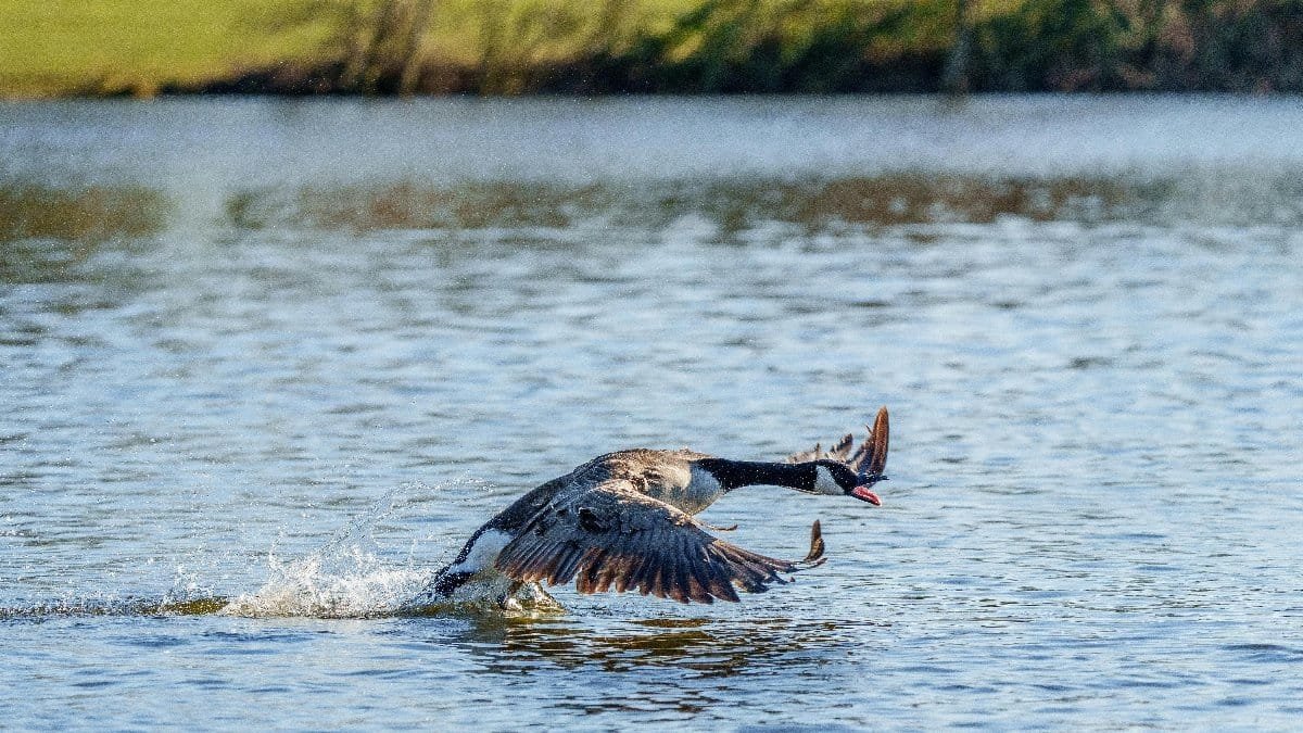 A Canada goose lands gracefully on a serene lake, capturing a moment of aquatic beauty. via Pexels