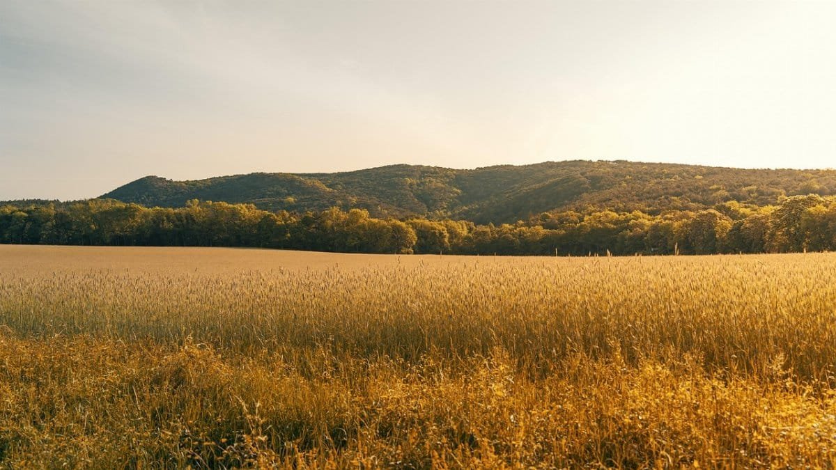 agriculture,  field,  farming,  farmer,  hills,  sunny,  summer,  sun,  outside,  hiking,  walking,  nature,  landscape,  orange,  sky,  forest,  trees,  austria,  farming,  farmer,  farmer,  farmer,  farmer,  summer,  outside,  outside,  outside,  outside,  outside,  landscape via Pixabay