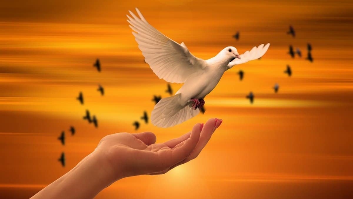 dove, freedom, peace, trust, prayer, nature, soul, spiritual, sunset, faith, concept, dove, peace, peace, peace, peace, peace, prayer, spiritual via Pixabay