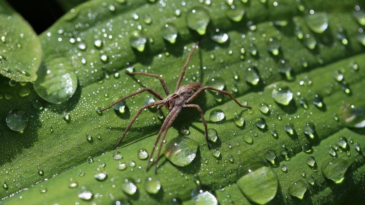 spider, between, raindrop via Pixabay
