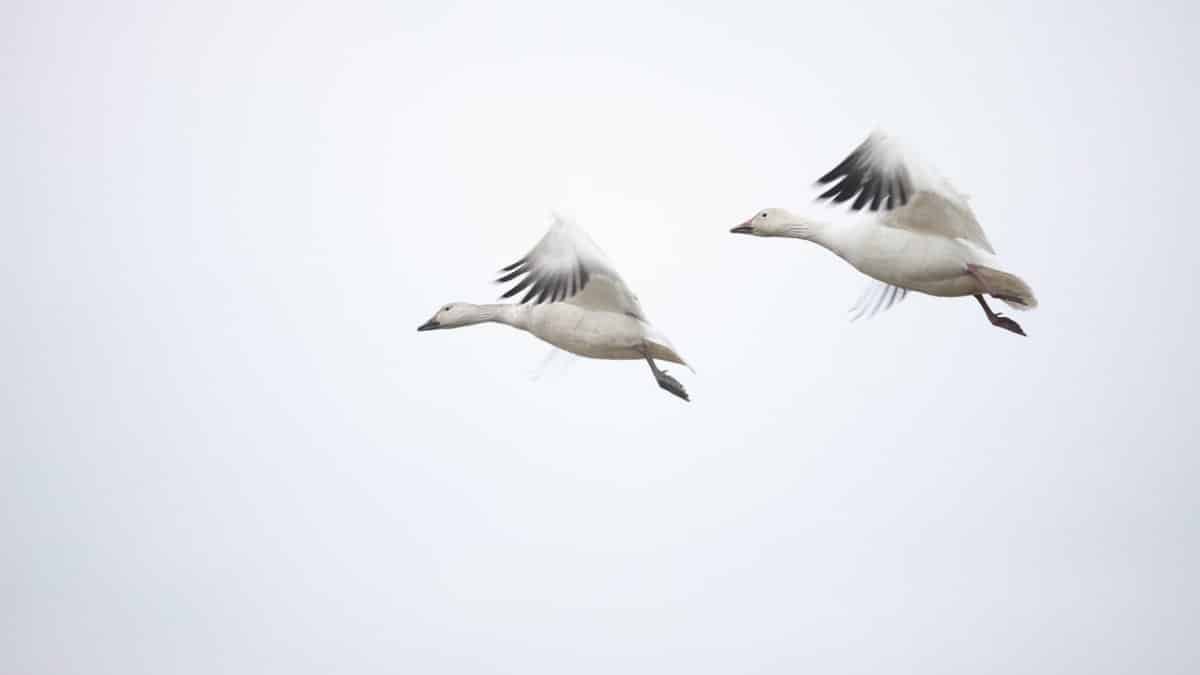 fly, canada goose, affection, always, fly, fly, canada goose, canada goose, canada goose, canada goose, canada goose, always, always, always via Pixabay