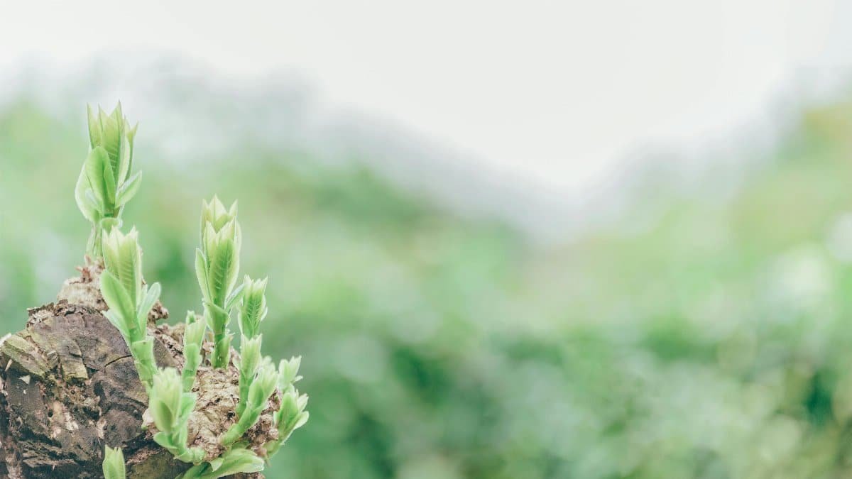 Close-up of fresh green sprouts emerging from a tree stump in a lush garden setting. via Pexels