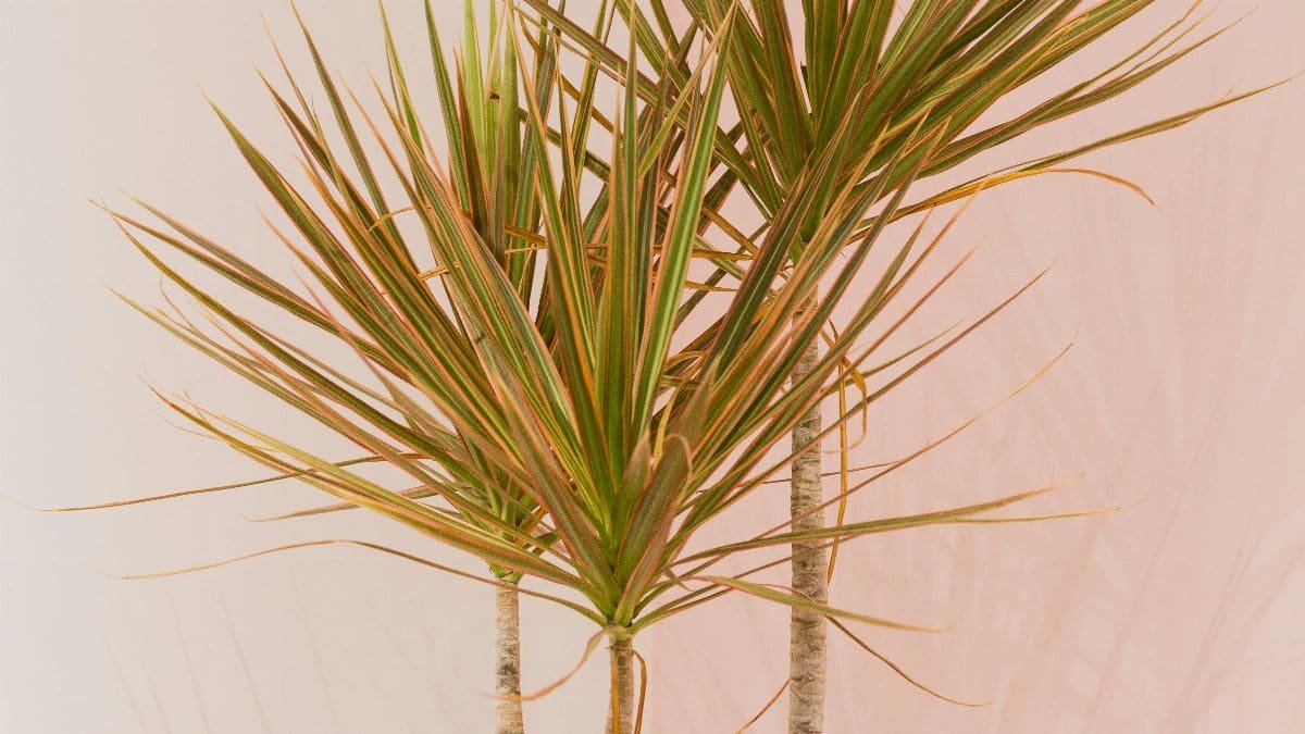 A dracaena plant casts a shadow on a minimalist pink and white wall, showcasing its green and exotic leaves. via Pexels