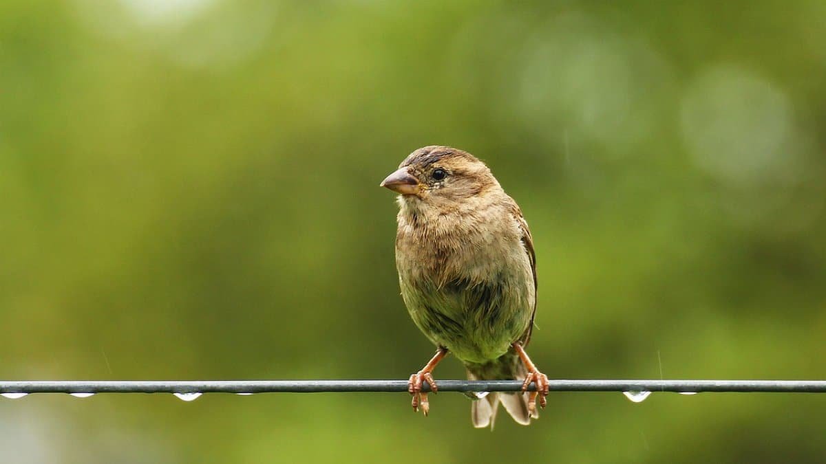 sparrow, bird, fair is fair, beak, animal, nature, birds, vulnerability, pup, gardens, sparrow, sparrow, sparrow, vulnerability, vulnerability, vulnerability, vulnerability, vulnerability via Pixabay