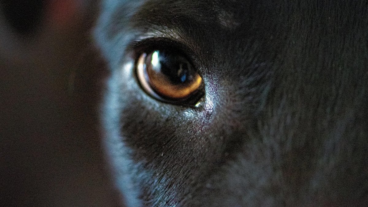 dog, eye, puppy, canine, pet, animal, cute, mammal, young, domestic, portrait, why, black, nature, black eye, reflection, just view, black wallpaper, sad, alone, iris, black background, android wallpaper, why, why, why, why, why, sad via Pixabay