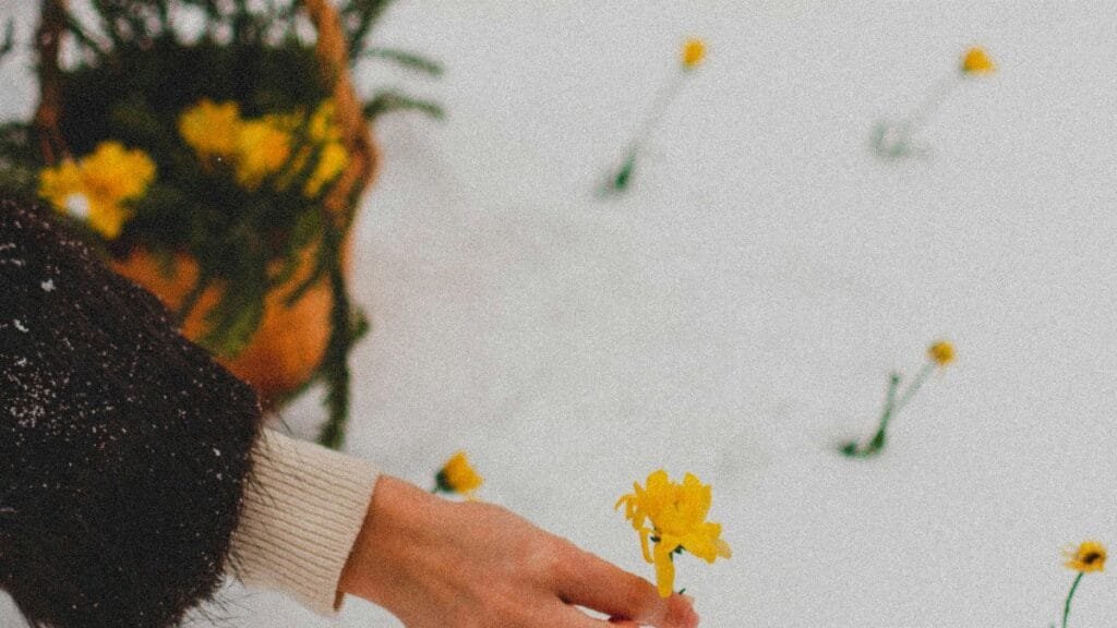 A person picks yellow flowers from a snow-covered ground, creating a contrast between winter and vibrant flora. via Pexels