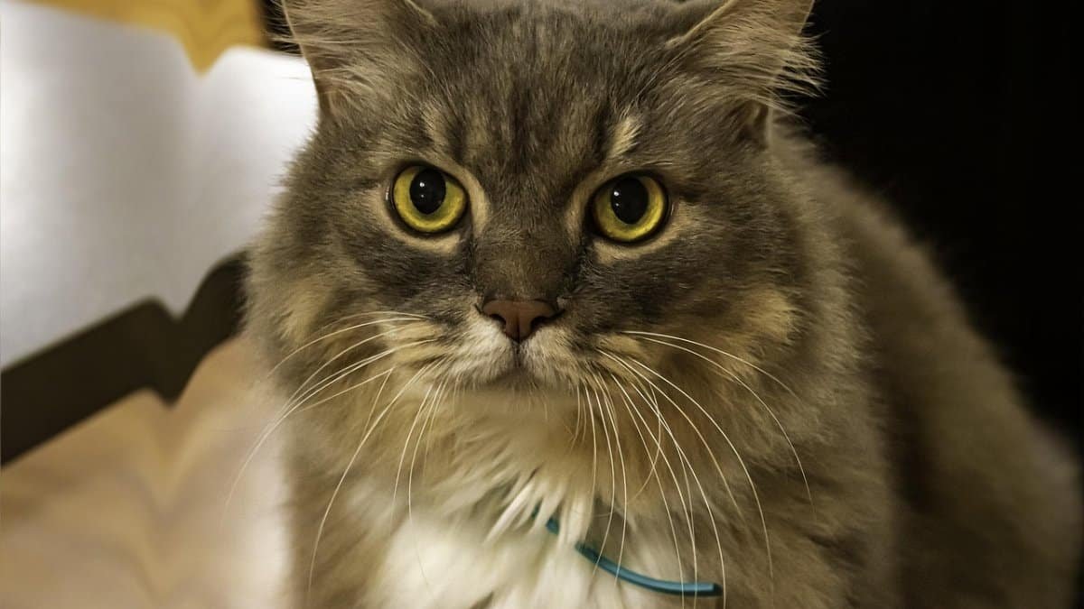 cat,  wonder,  catty,  grey,  pet,  animal,  cute,  portrait,  adorable,  kitten,  fur,  nature,  home cat,  furry,  indoor,  mammal,  look,  question,  waiting,  companion,  awaiting,  anticipation,  eyes,  why,  face,  catty,  catty,  catty,  catty,  catty,  anticipation,  why,  why,  why,  why via Pixabay