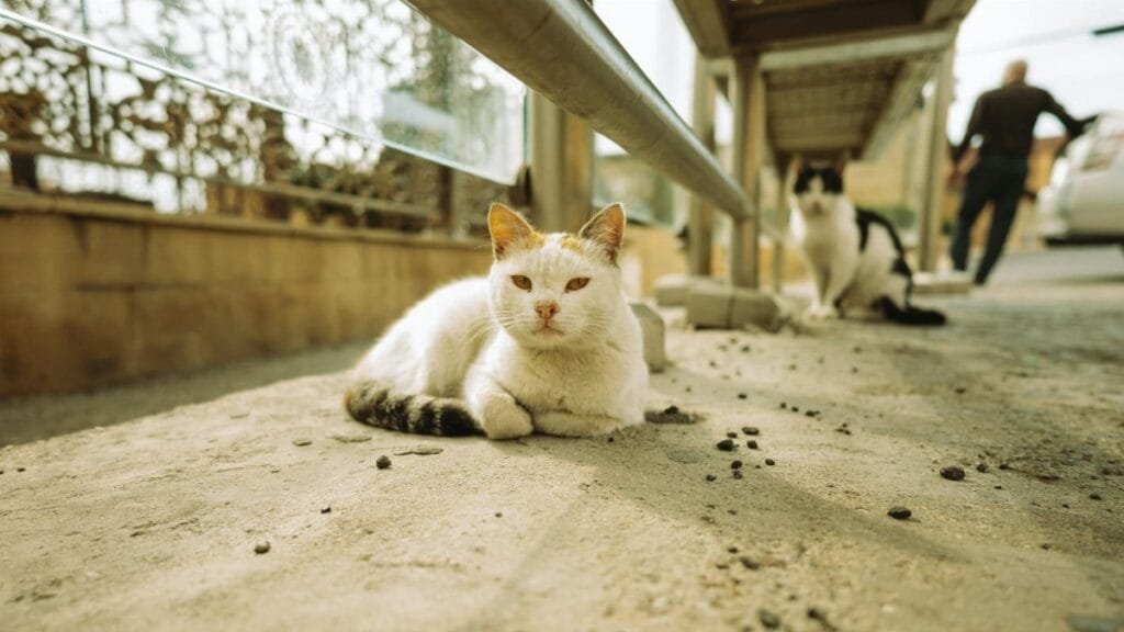 Relaxed street cats in Baku, Azerbaijan captured in a sunlit outdoor setting.