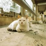 Relaxed street cats in Baku, Azerbaijan captured in a sunlit outdoor setting.