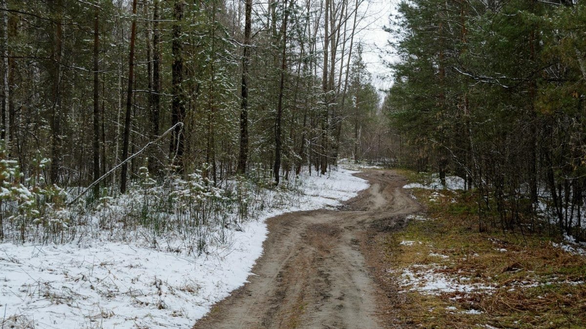 A serene snowy path winding through a quiet forest in early spring, showcasing nature's transition.