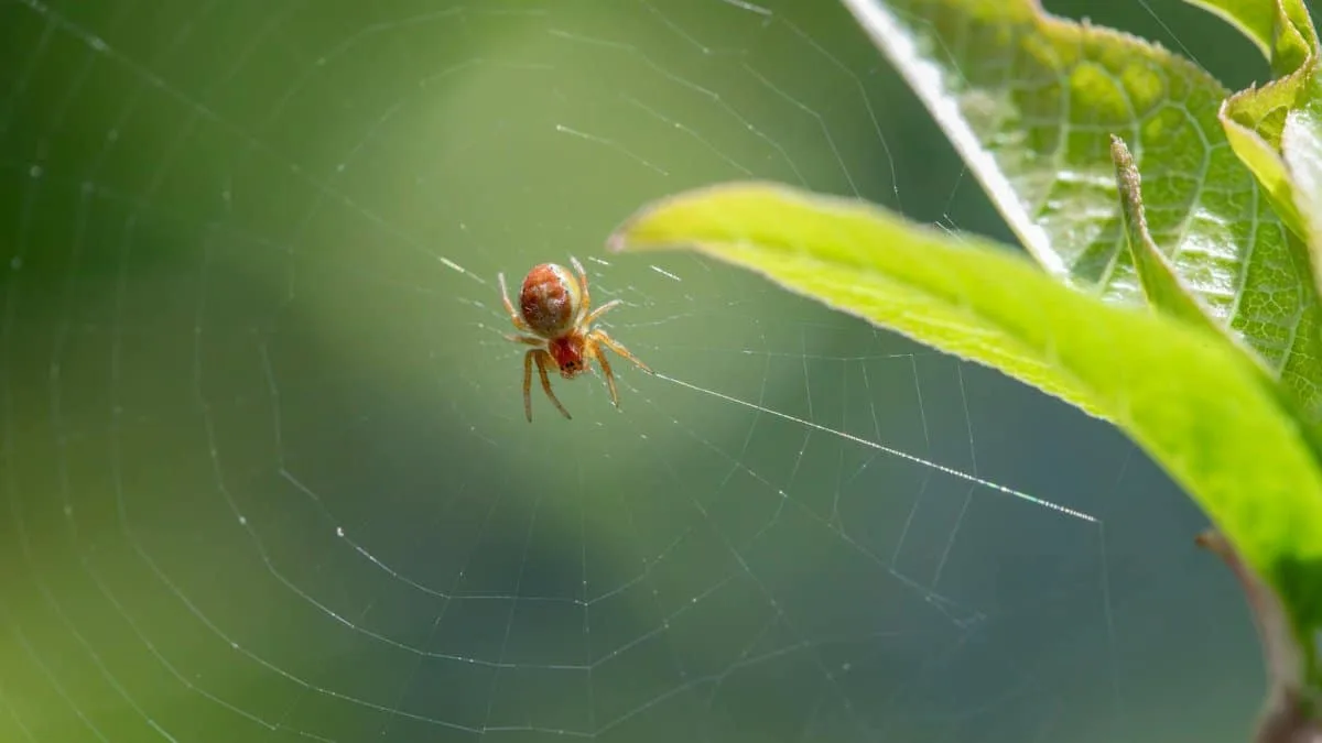 Macro shot of a six-spotted orb-weaver spider on its web against a natural background.