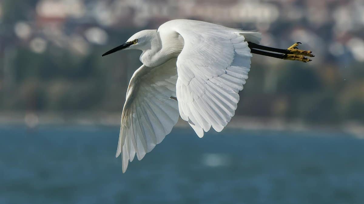 A white egret soaring over the sea, showcasing elegant wings in a natural setting.