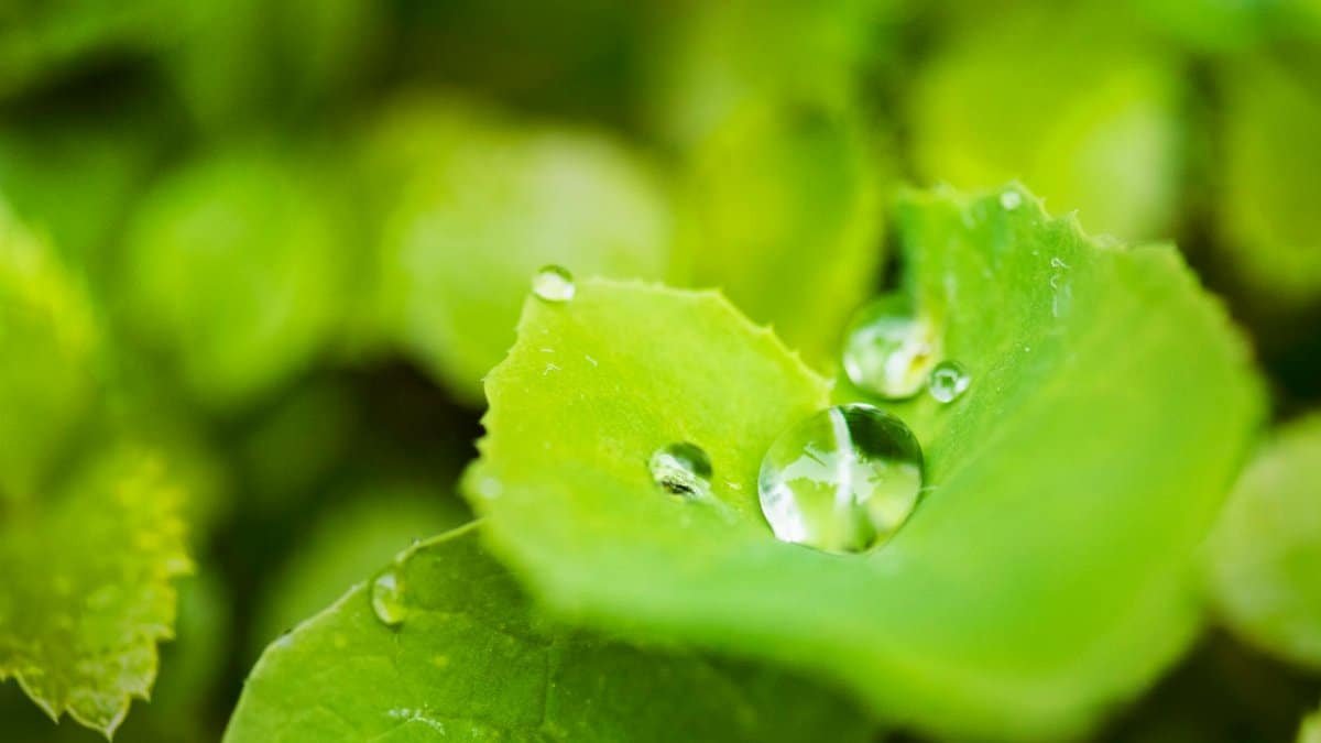 Macro photography of fresh green leaves with dewdrops, showcasing natural beauty and freshness.
