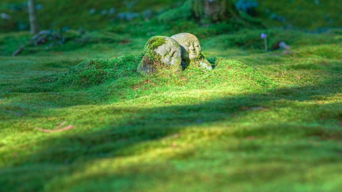 Serene stone Jizo statue amid lush green moss in a tranquil Japanese garden scene.