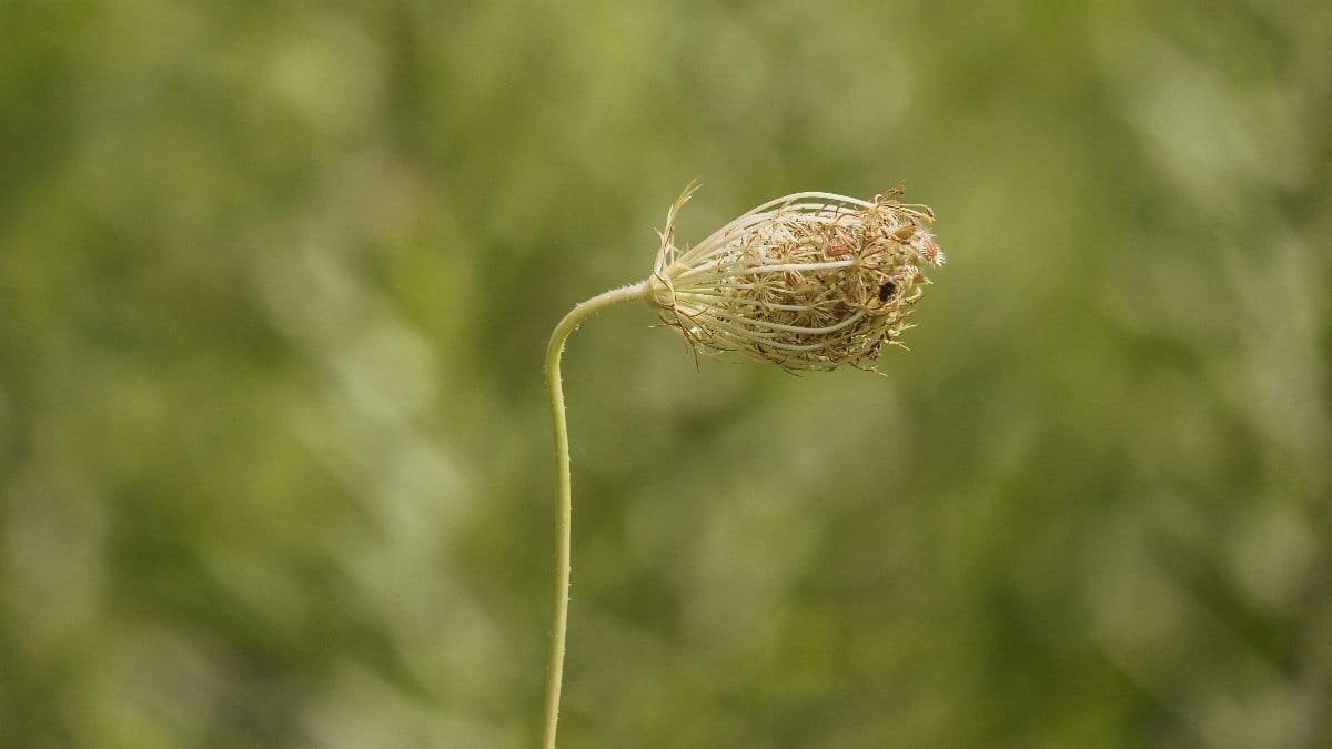 A detailed view of a dried Queen Anne's Lace bloom against a blurred green background.