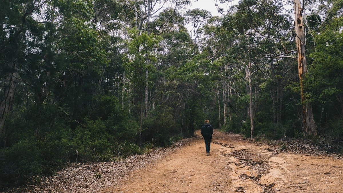 A person walks alone down a tranquil dirt path surrounded by lush green trees in a peaceful forest.