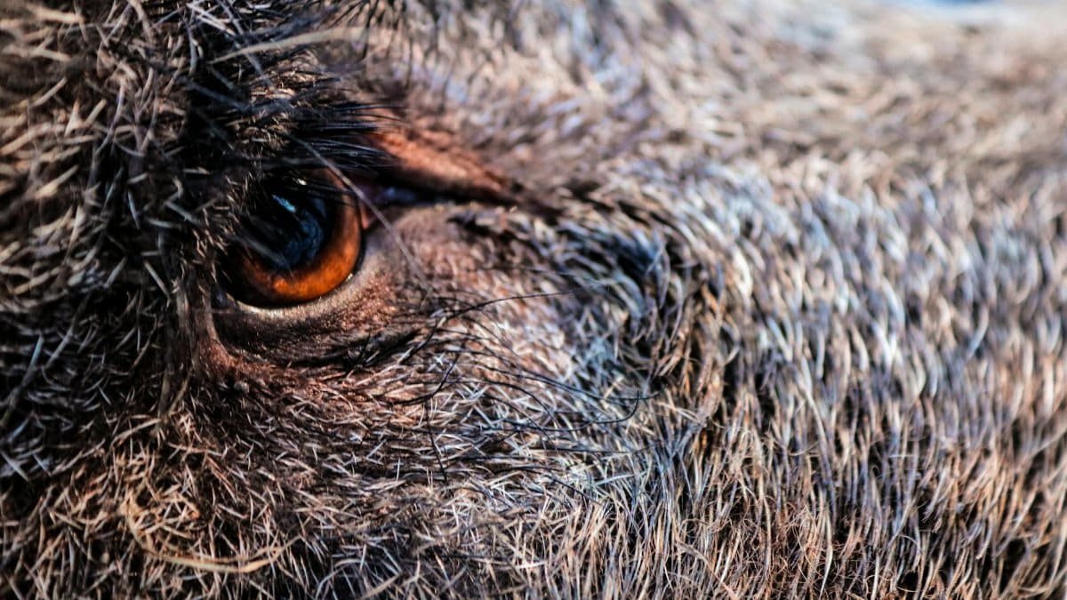 Detailed image showcasing the eye and fur texture of a wild boar, highlighting its natural features.